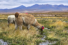Peru_and_Bolivia_2025 (32/66)